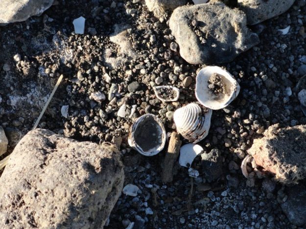 closeup of freshwater shells