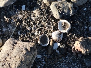 closeup of freshwater shells