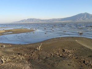 new serpentine shoreline
