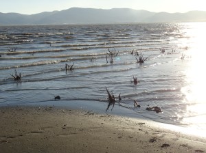bones of the old willows again revealed