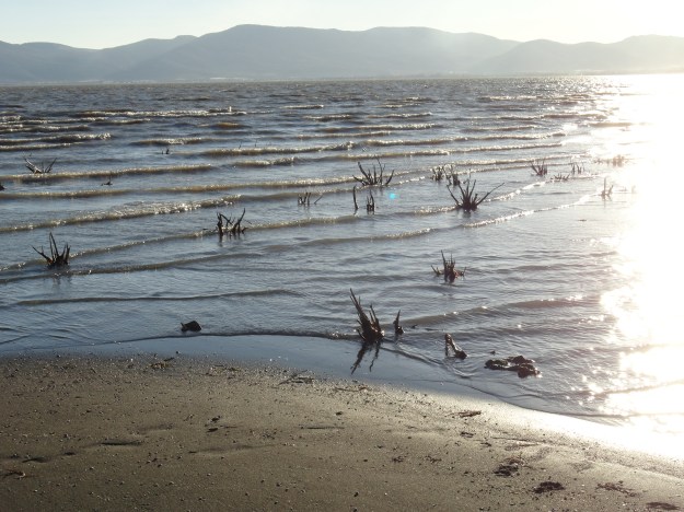 bones of the old willows again revealed