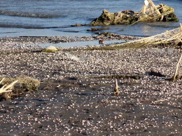 Freshwater shells revealed by retreat of lake