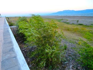 The first surprise. New willows!