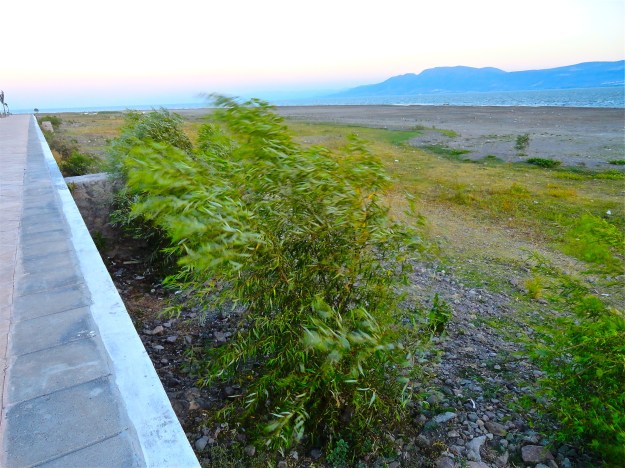 The first surprise. New willows!