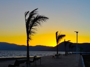 palms point northwards in the sunset breeze