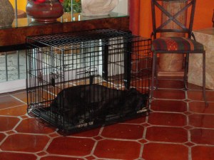 And Diego zipped into the open door, ran to his cage, nosed the door open and slept through the entire thing. This is not punishment. He loves his little cage--for sleeping only. He is a puppy and still has the chews.