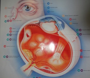 Artist's rendering of my retinal disfunction.