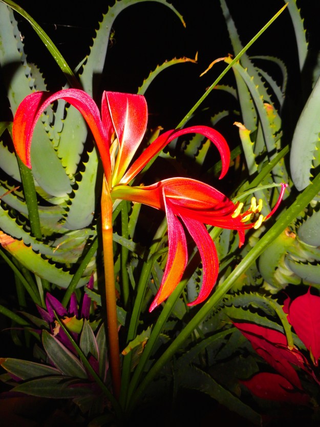 Aztec Lily under a full Eclipse of the Moon