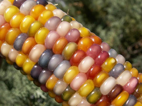 glass-gem-corn-2-460
