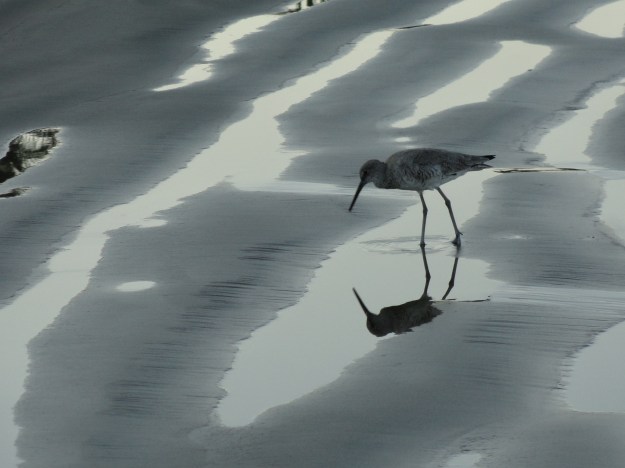 Searching for a Topic (picture taken at La Manzanilla beach this March)
