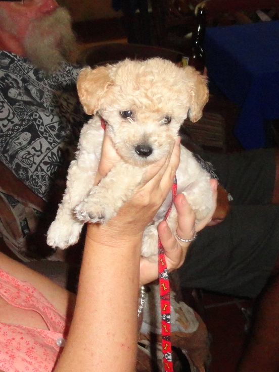 Nothing so irresistible as a new puppy.