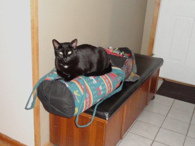 Have you ever noticed how a cat always seeks the newest thing in the house to sit on? In this case, my overnight bag in my nephew's house, under my nephew's cat!