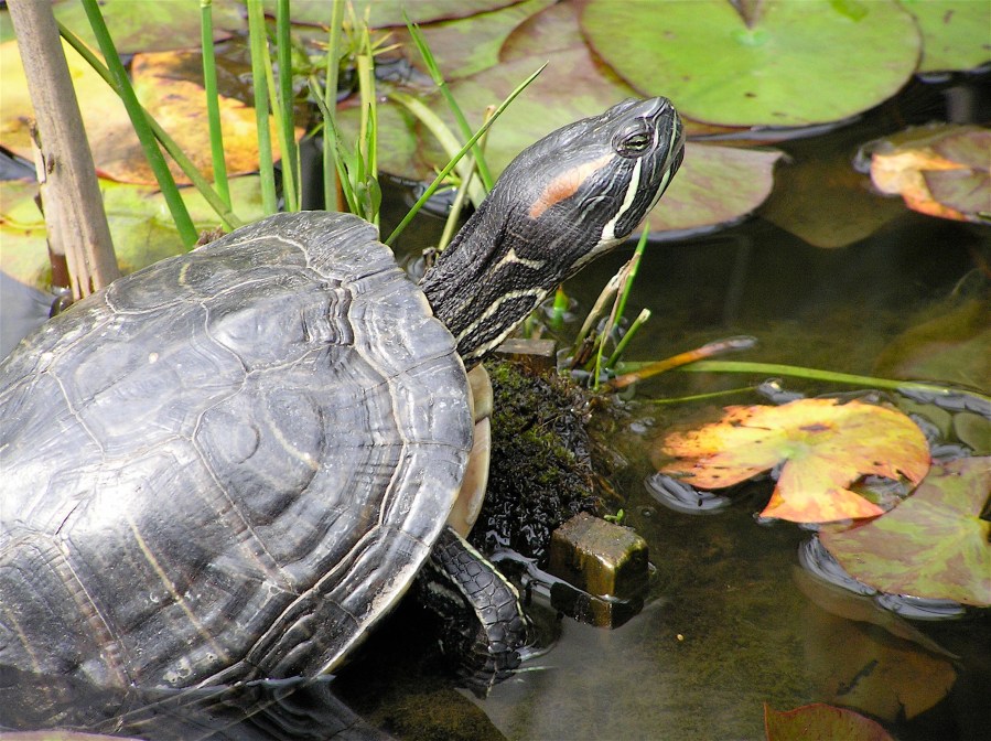 P8180373 - Version 2