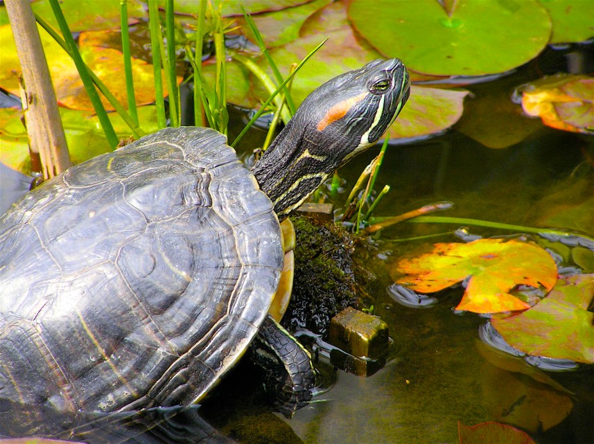 P8180373 - Version 3