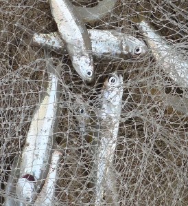 DSC02137 - Version 2