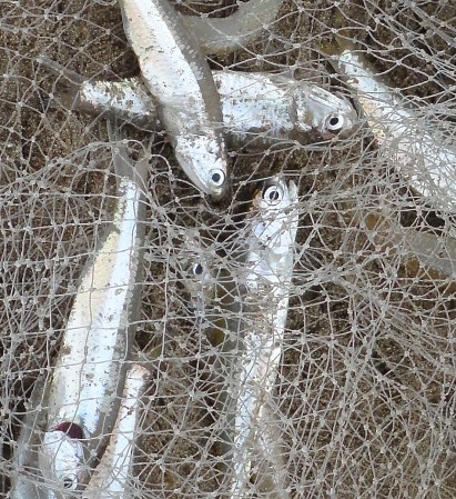 Dykstra-Brown Photo DSC02137 - Version 2