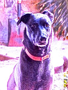 DSC09995 - Version 4