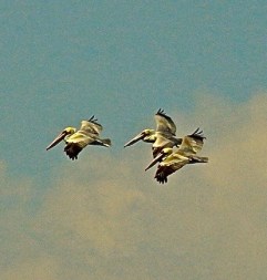 DSC00884 - Version 3