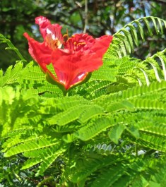 hibiscus 4