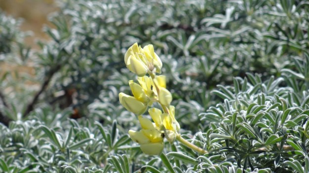 DSC00446 - Version 2