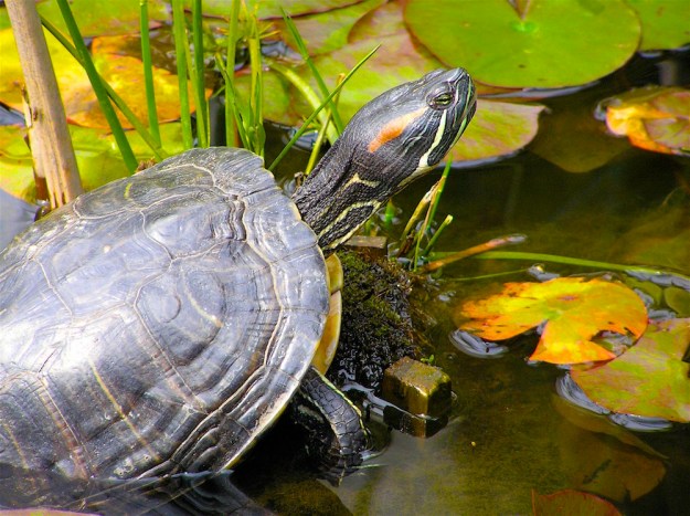 P8180373 - Version 3