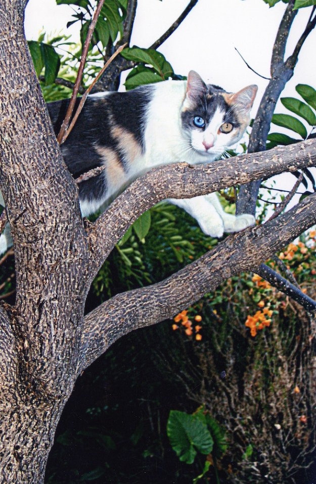 daily life  color112