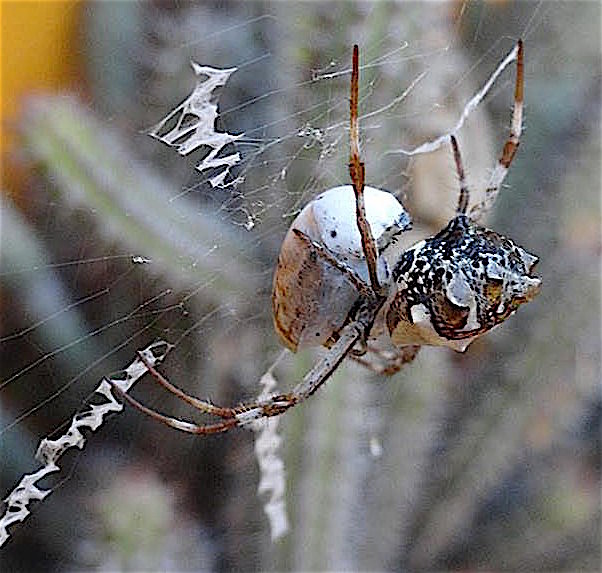 remi-spider2-e1442909307631