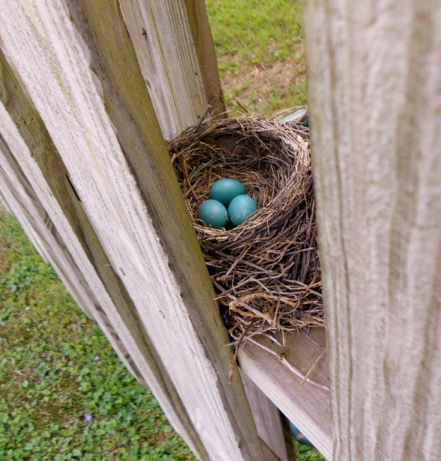 Robin Easter Eggs