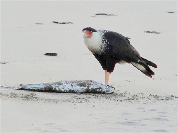 DSC00165 - Version 2