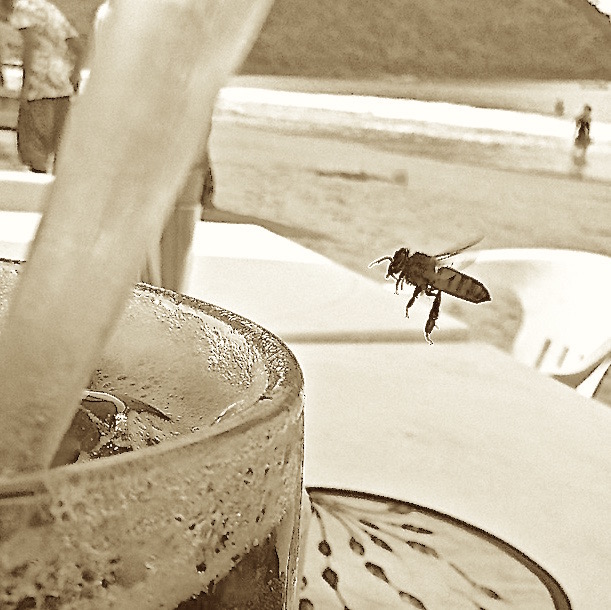 bee at beach