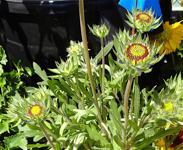 DSC00529 - Version 6