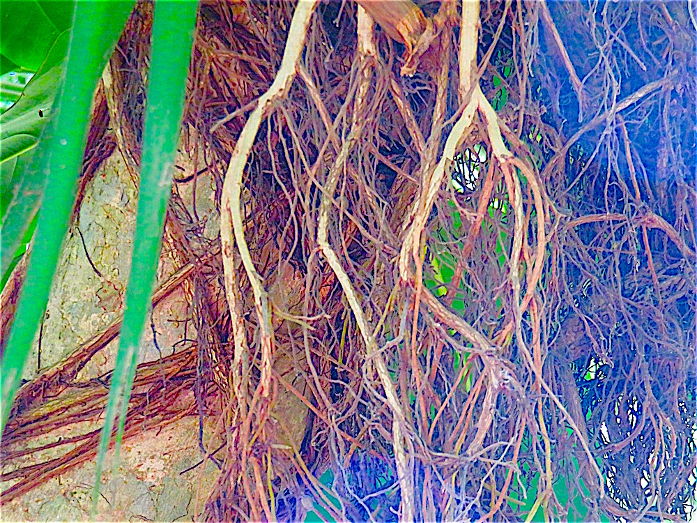 Rooted in Texture | lifelessons – a blog by Judy Dykstra-Brown