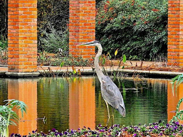 Heron in Alabama