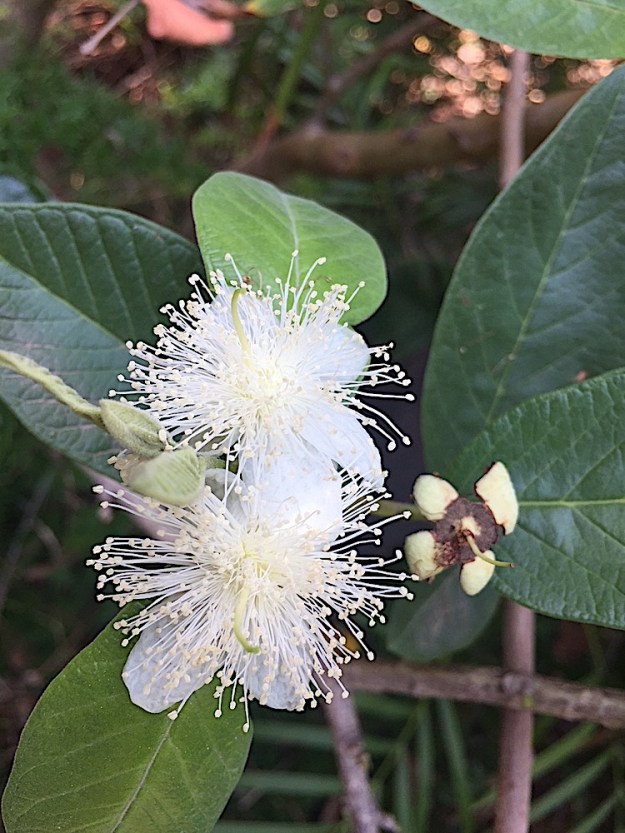 Guava Blossom