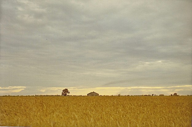 Missouri wheat field