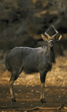 Screen Shot 2019-08-06 at 9.55.20 AM