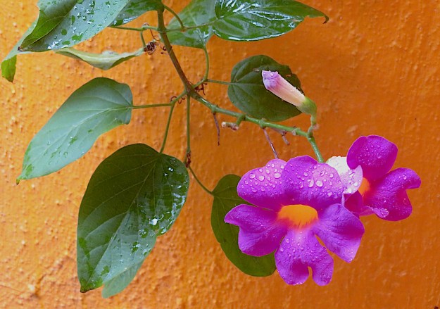 IMG_6643-1 (dragged)