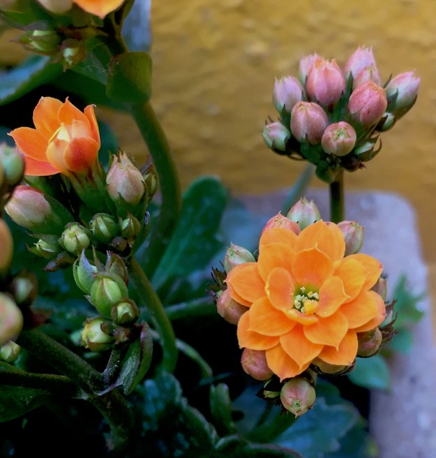 Kalanchoe with buds.jpg