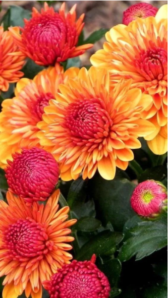 Screen Shot 2020-07-23 at 4.02.14 PM